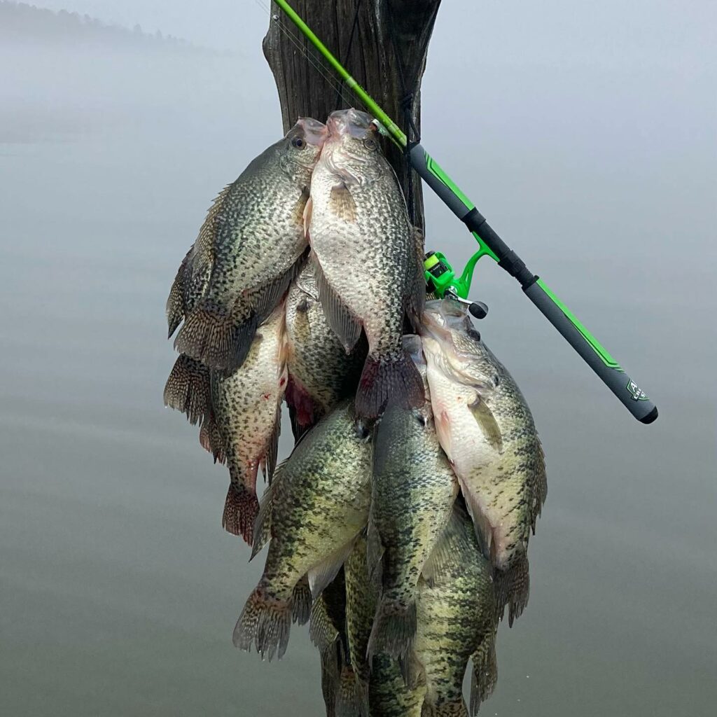 Early Season Crappie