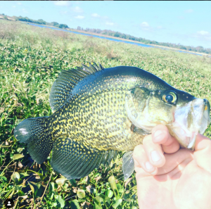 Fall Crappie Fishing - Where are they and how do you catch them