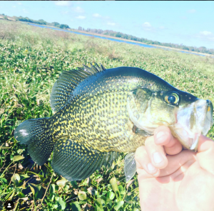 Spring Crappies Love Lily Pads - In-Fisherman