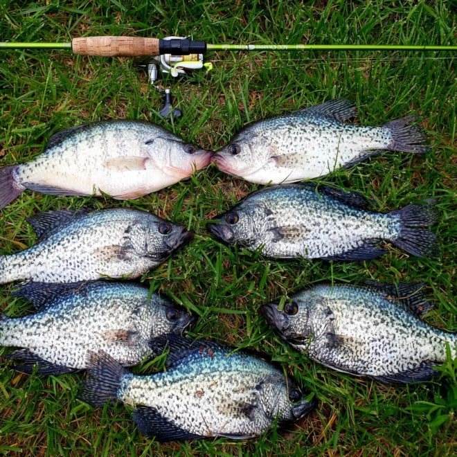 How to catch crappie at night using a light, night time pan fishing tips 