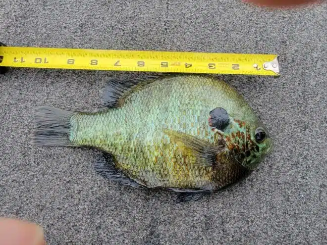 Coosa River Crappie Fishing with Jeff Jowers