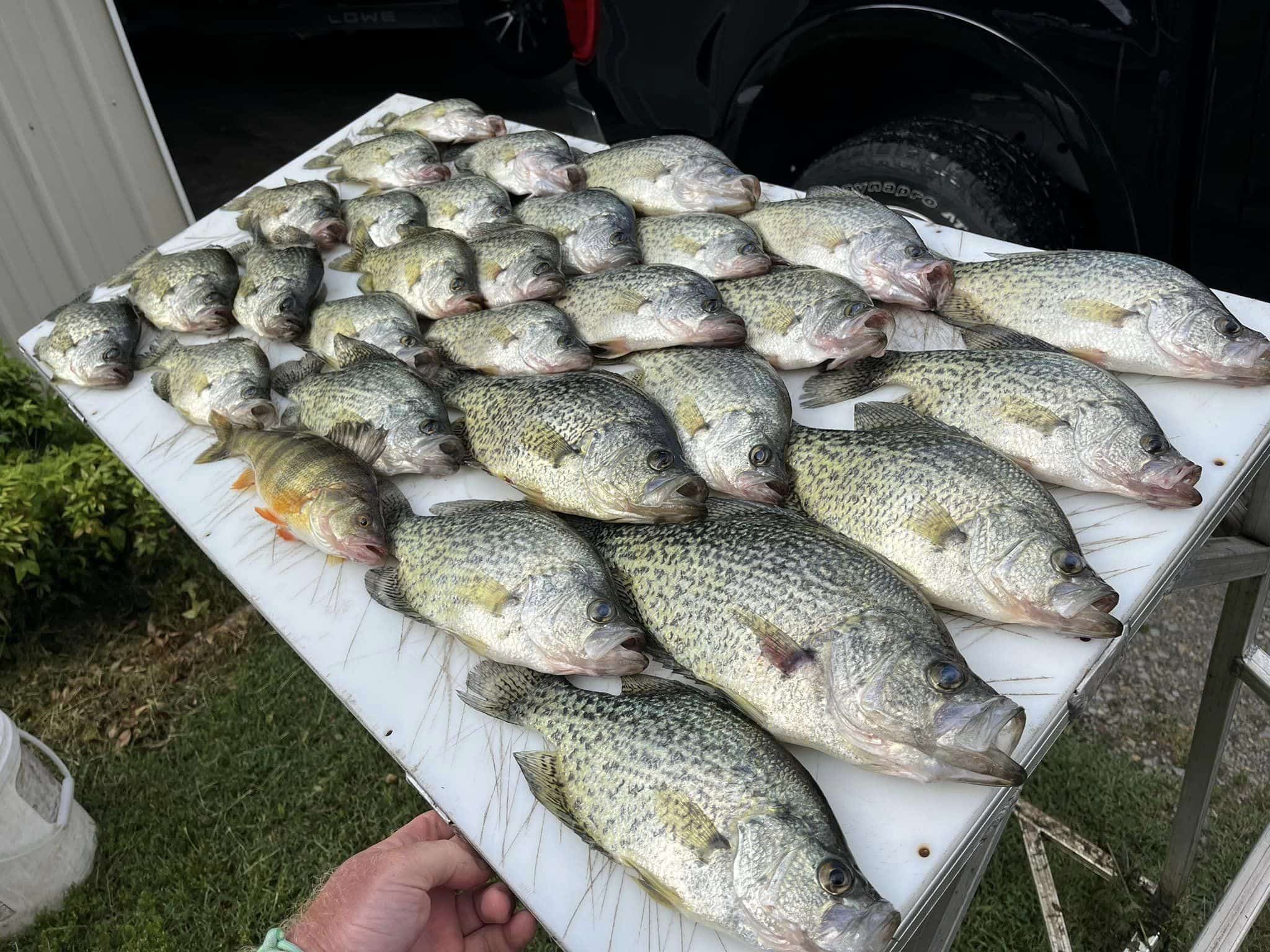 Simply CrappieYour one stop source for all your crappie fishing needs!, crappie  fishing setup