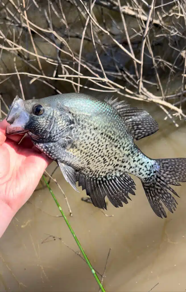 Target shallow-spawning crappie from a kayak